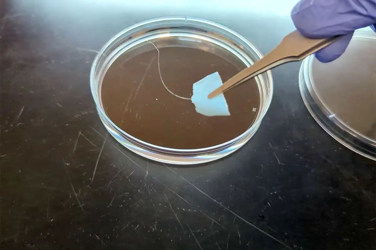 Synthetic biology leads to recyclable textiles: Engineered protein fibers for a cleaner future